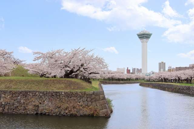 さくらと五稜郭タワー