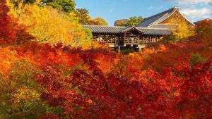 紅葉、　東福寺